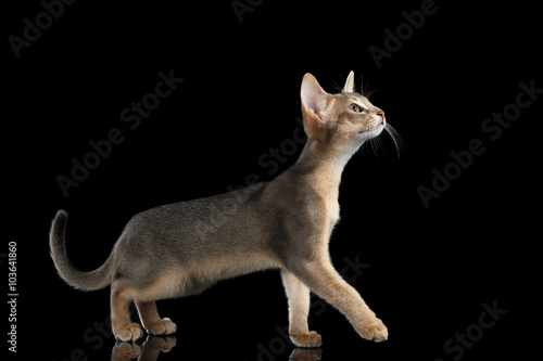 Walking Abyssinian Kitten isolated on black background  Side view