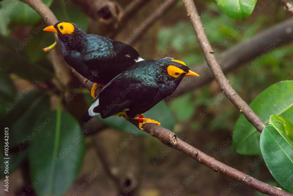 Fototapeta premium Yellow-faced Myna (Mino dumontii)