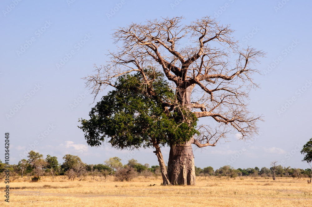 Magnificent Baobab tree in the African bush Magnificent Baobab tree in the African bush