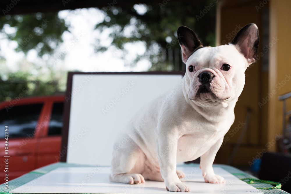 French bulldog looks smart in home, Focus selection