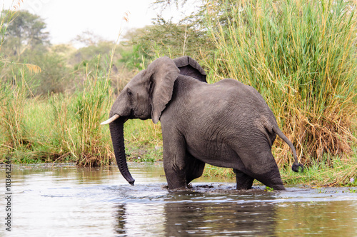African Elephant paddling in the river