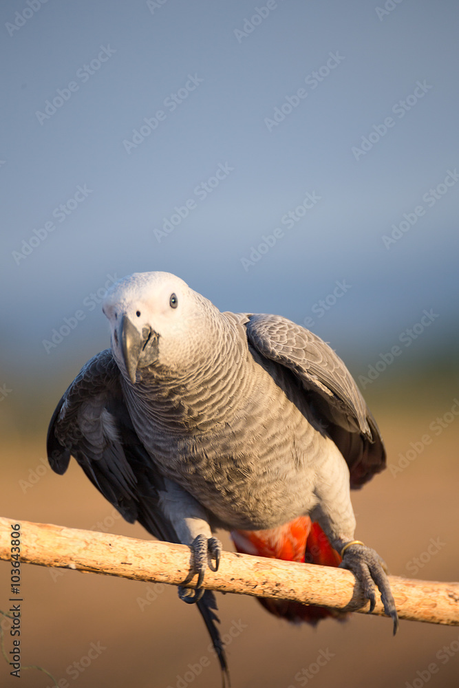Fototapeta premium African Grey Parrot