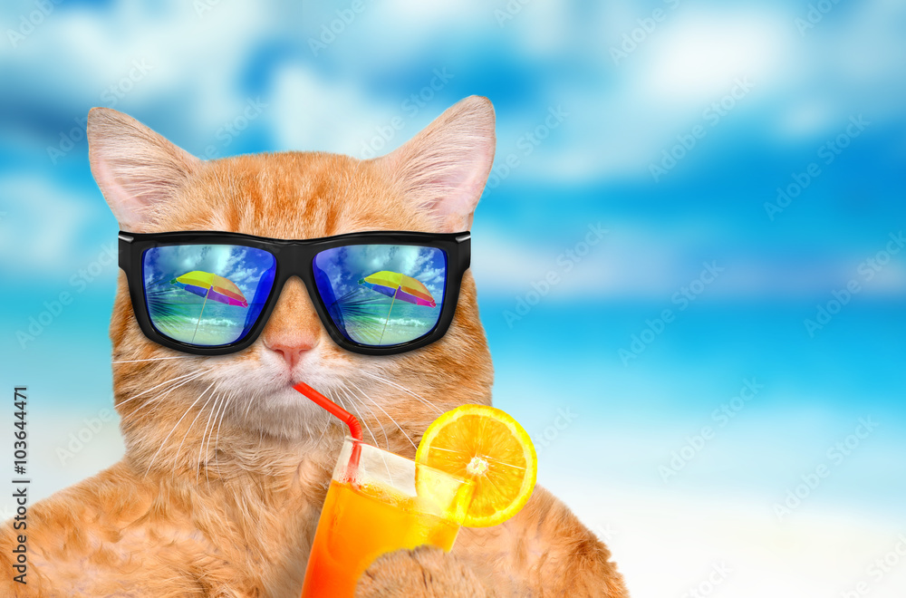 Photo & Art Print Cat wearing sunglasses relaxing in the sea background