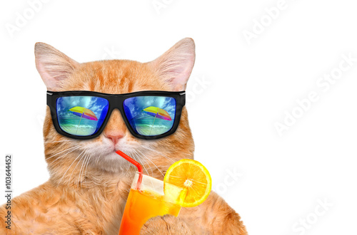 Tablou canvas Cat wearing sunglasses relaxing in the sea background