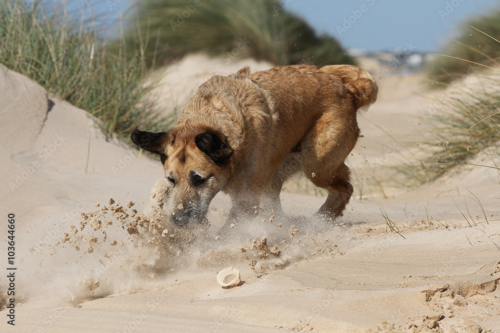 Action im Sand Stock Photo |