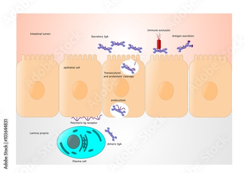formation of the immuno globulin A secretrory form, the IgAs, formation that occurs into the intestine