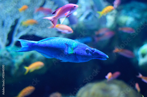 Bird Mouth Wrasse in the blue aquarium