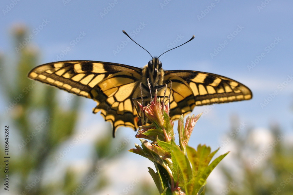 Obraz premium Papilio machaon