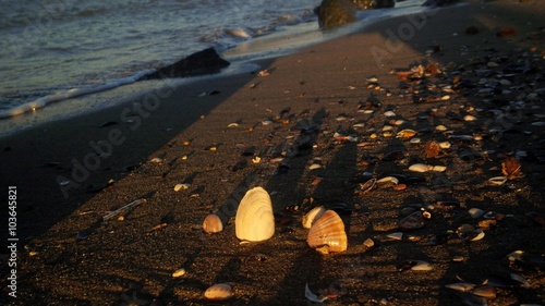 conchiglie sul bagnasciuga photo