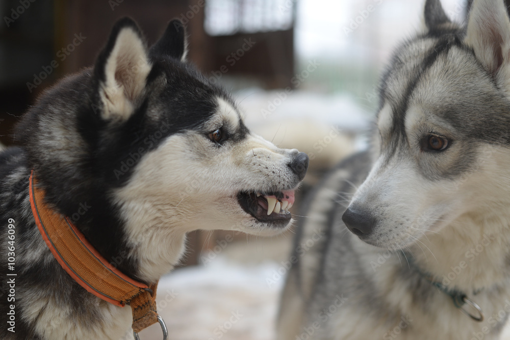 unfortunate acquaintance of two dogs - the good and the evil unfortunate acquaintance of two dogs - the good and the evil