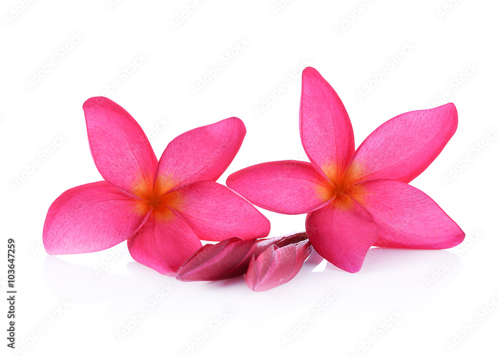 Fototapeta premium plumeria rubra isolated on white background.
