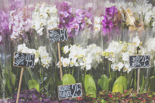 Fototapeta Naklejka Na Ścianę i Meble -  Pink colour orchids for sale.