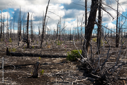 Dead forest filled up with ashes from a volcano on Kamchatka in Russia