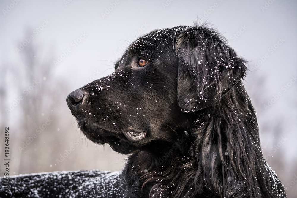 A snow-covered black Newfoundland and Golden Retreiver mixed-breed dog alert on a dock during a snow storm. A snow-covered black Newfoundland and Golden Retreiver mixed-breed dog alert on a dock during a snow storm.