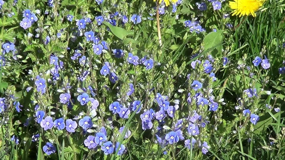 Myosotic (forget-me-not) Myosotic (forget-me-not)