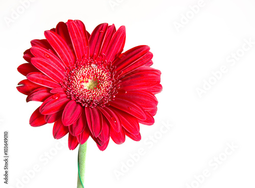 Red gerbera flower on the white background