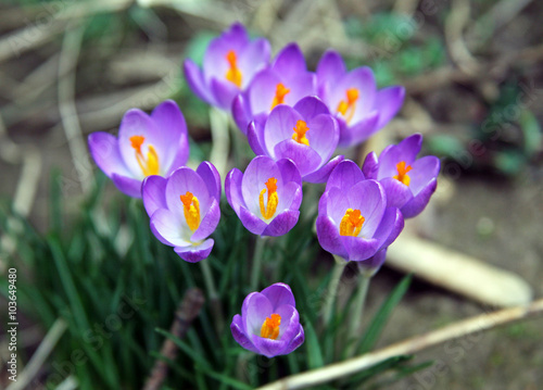 Crocus, the tinny messenger of springtime, Bregana Pisarovinska, Croatia, Europe, 2016.