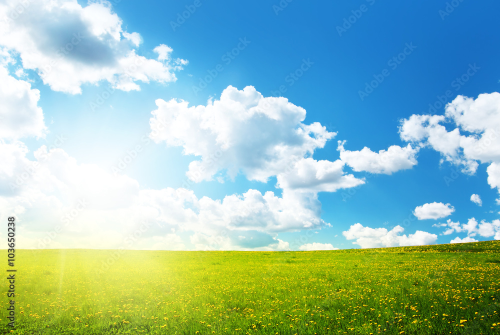 Obraz premium Field with dandelions and blue sky