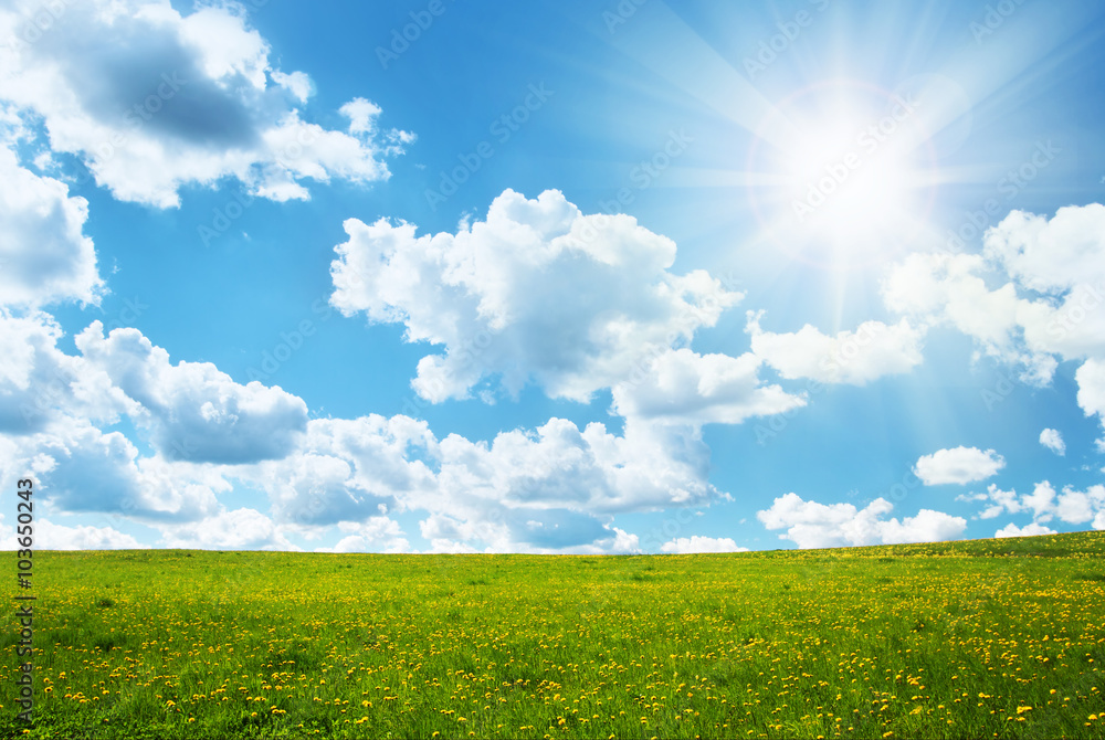 Obraz premium Field with dandelions and blue sky