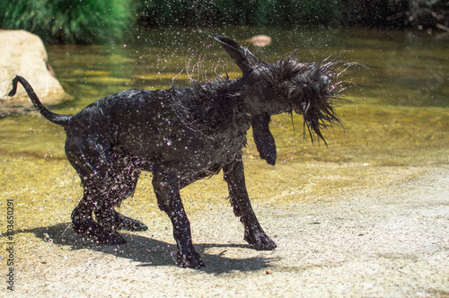 Perro sacudiéndose después de un baño en un rio 