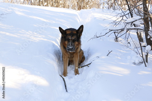 Собака немецкая овчарка на снегу зимним солнечным днем
