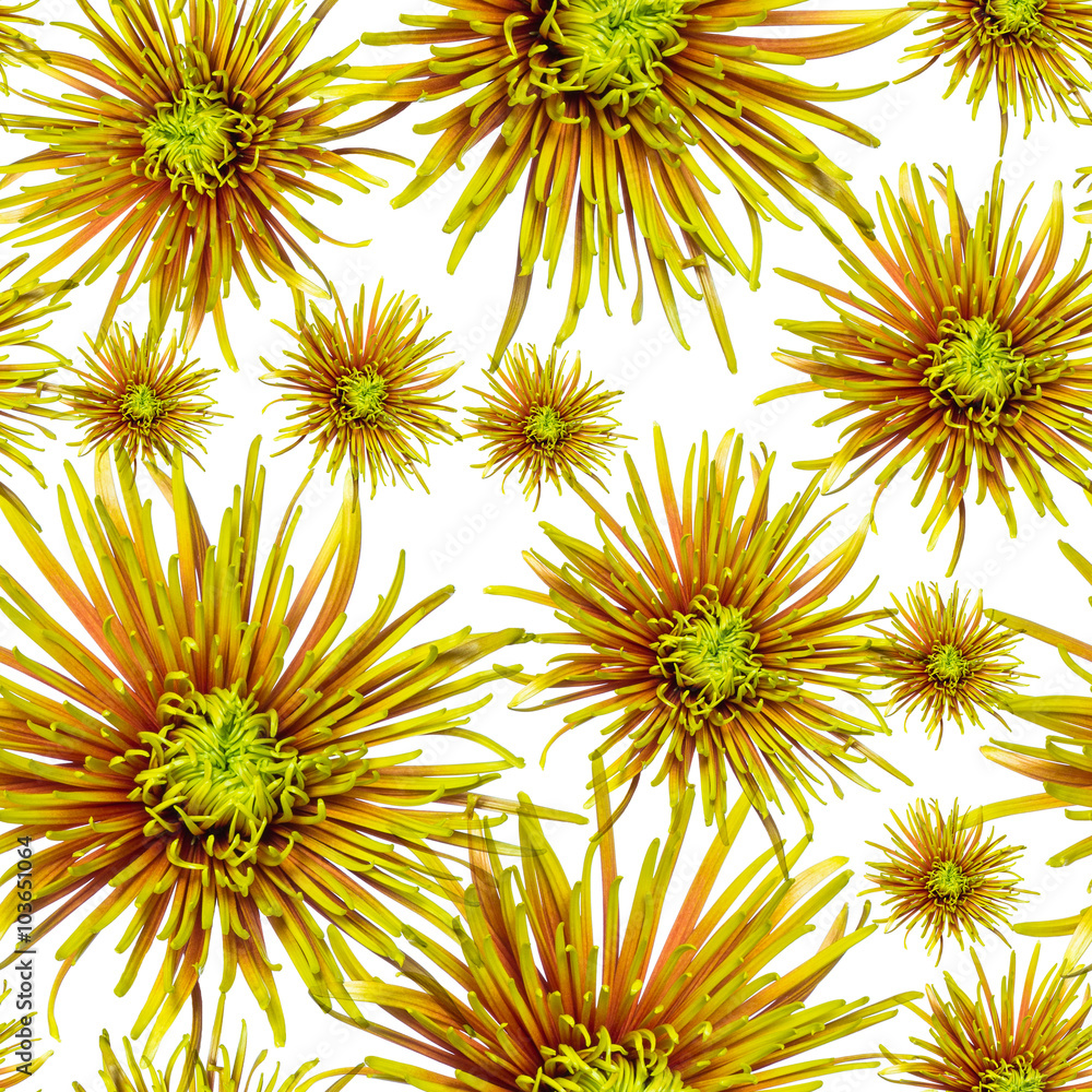 Obraz premium seamless pattern green orange chrysanthemum
