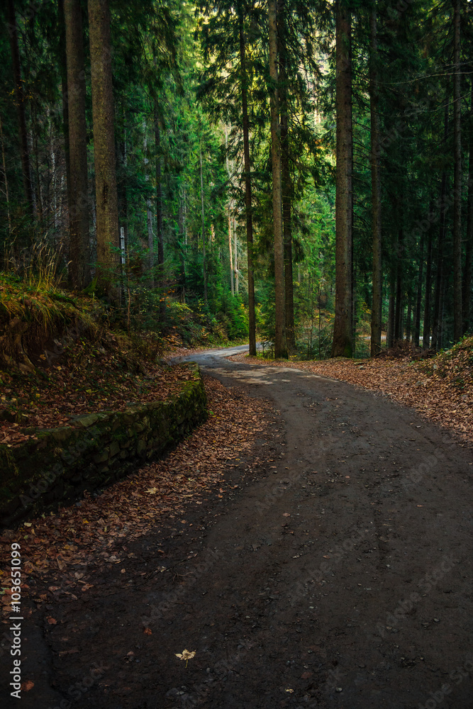 Fototapeta premium old curve road through forest