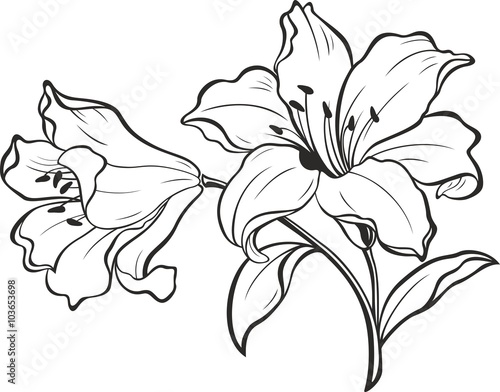 Lily flowers. Blooming lily. Card or floral background with blooming lilies flowers. 
Silhouette of lily flowers  isolated on white background. Vector illustration.