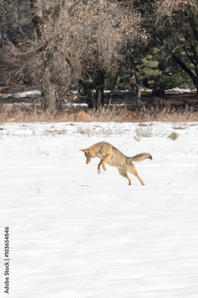 Coyote in Snow Jumping Hunting Mice