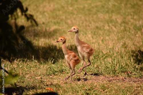 Sandhill Crane Chicks in Lockstep photo