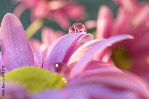 Fototapeta Naklejka Na Ścianę i Meble -  Margaritas con gotas de agua que reflejan flores