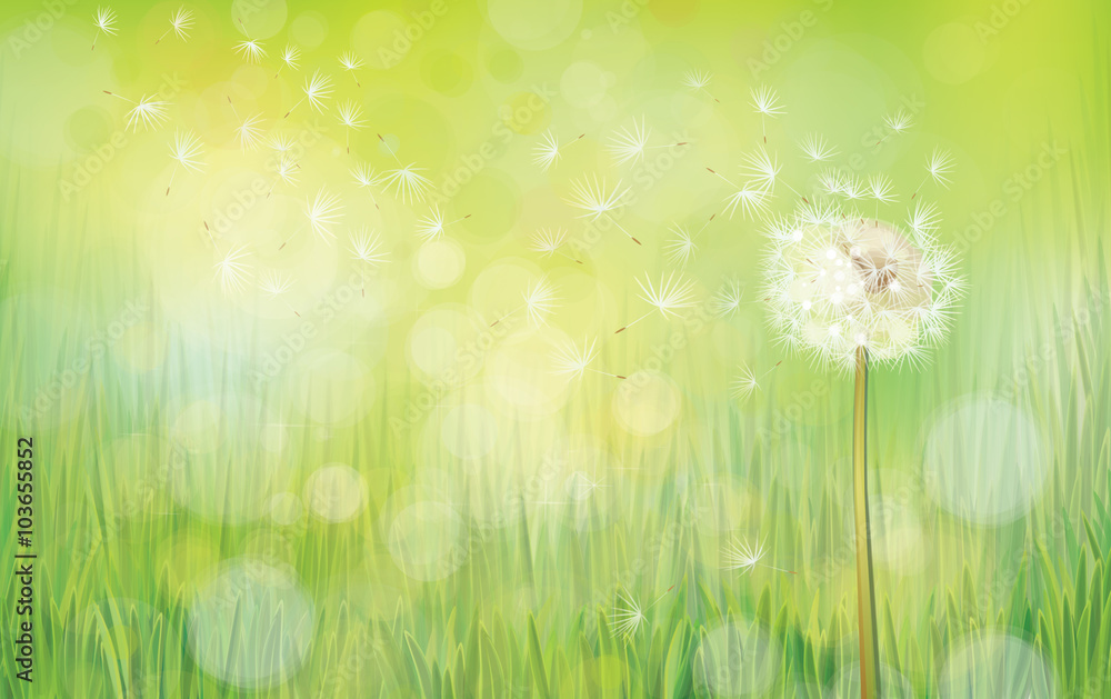 Naklejka premium Vector dandelion on spring background.