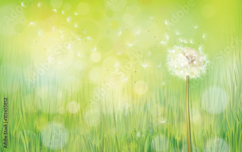 Vector dandelion on spring  background.