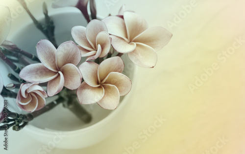 (Soft vintage) pink  frangrant flowers plumeria or frangipani in photo