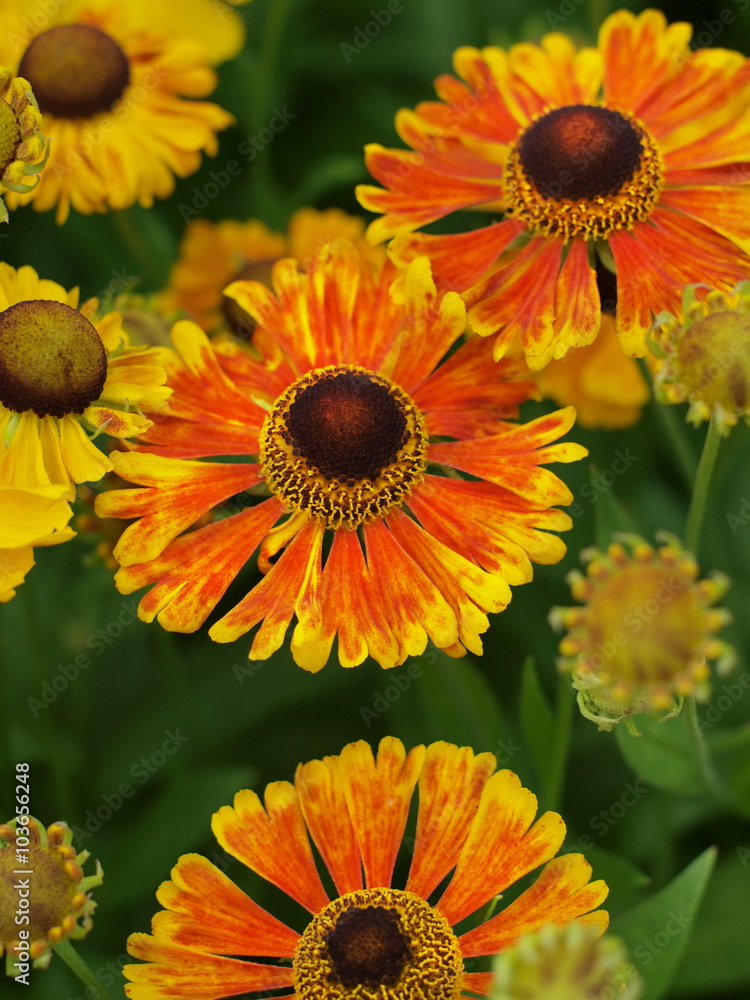 Obraz premium Helenium - Sonnenbraut