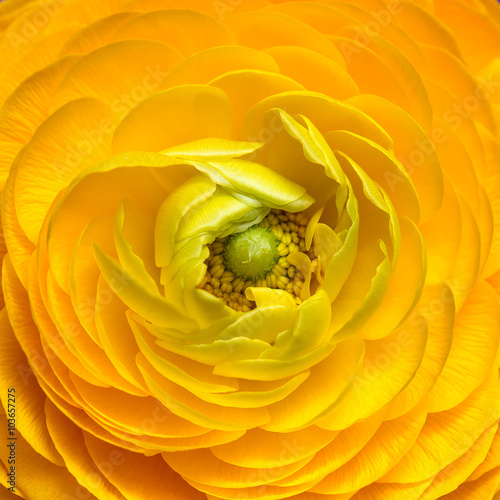 Fototapeta close up of yellow ranunculus flower