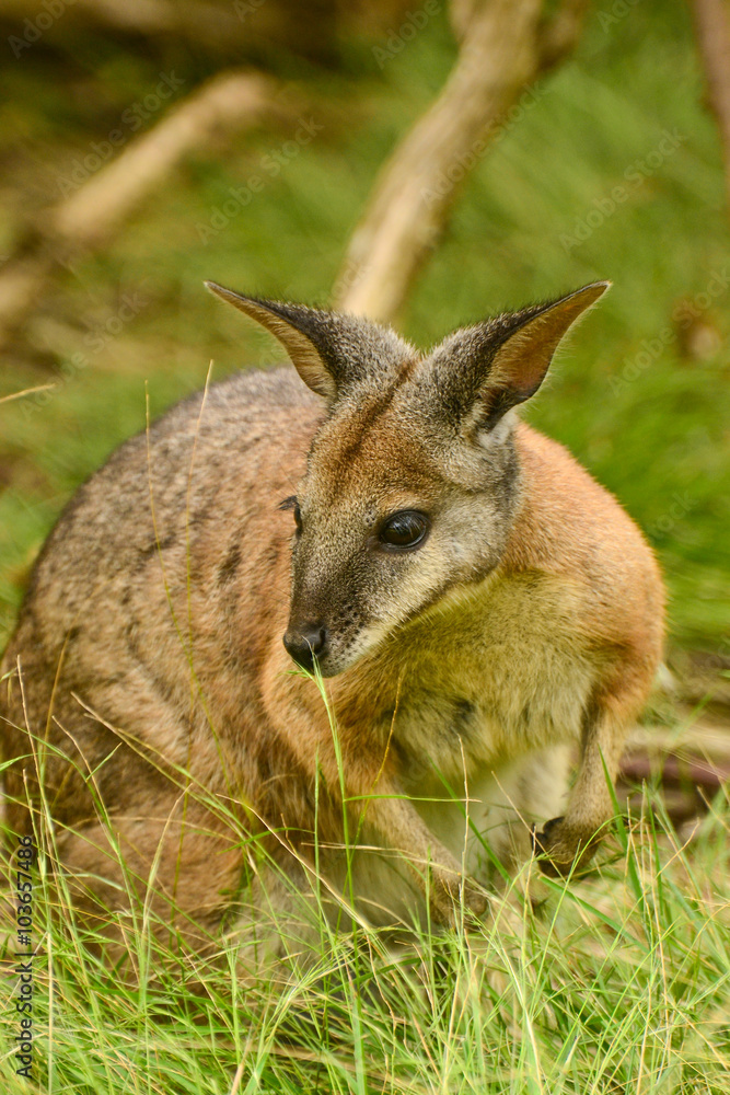 Fototapeta premium Kangaroo
