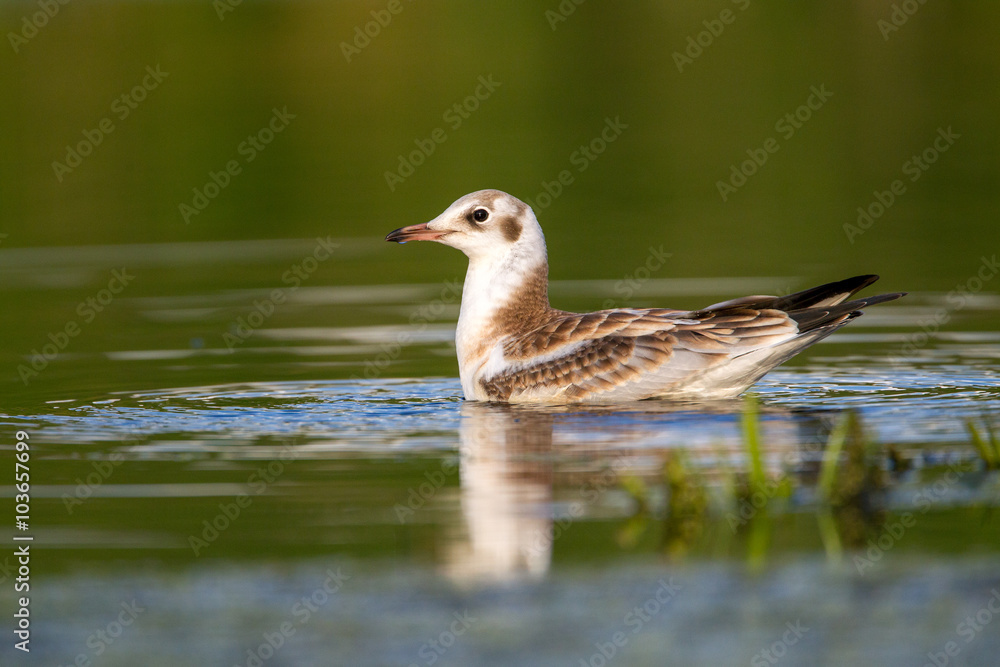 Black-headed gull  in the wild nature