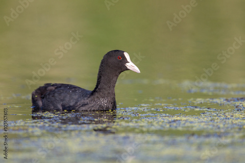 Eurasian coot in the wild nature © sun_time