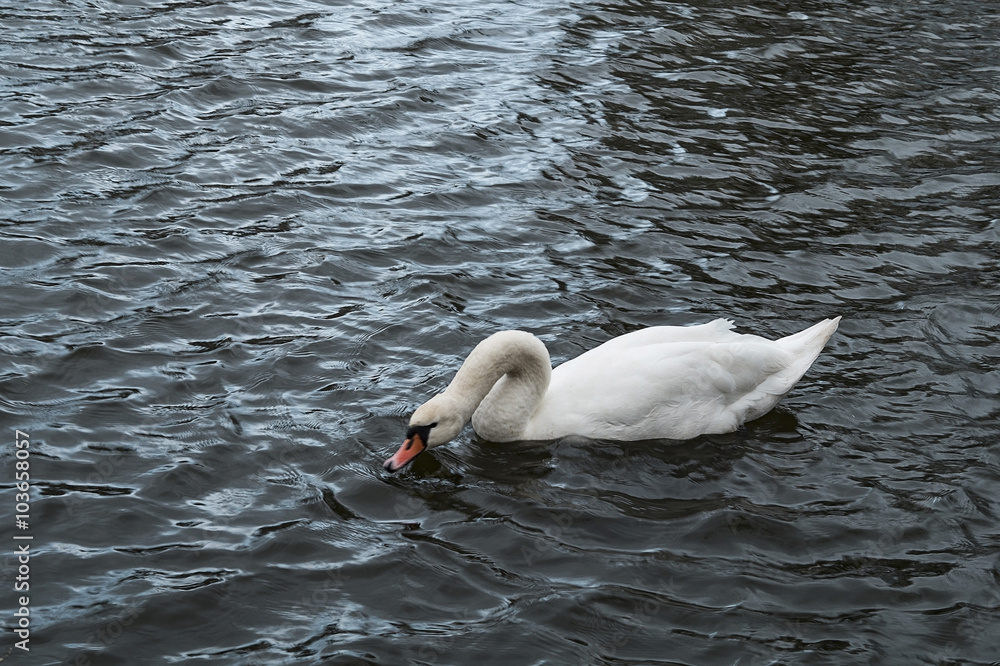 Naklejka premium Swan swimming in a pond autumn