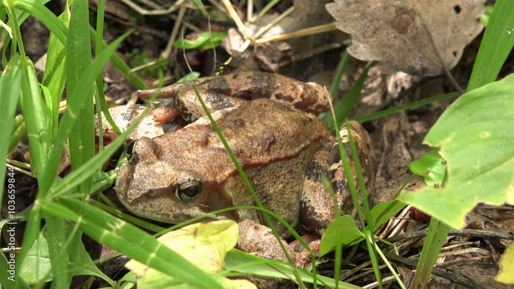 frog gray sitting in the green grass with open eyes frog gray sitting in the green grass with open eyes