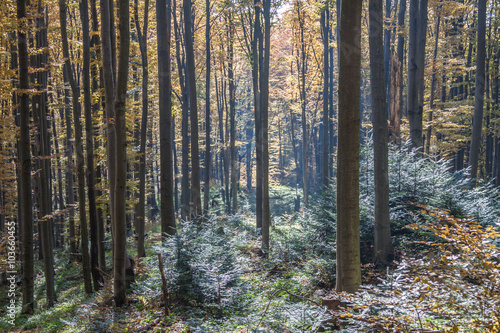 Fototapeta Naklejka Na Ścianę i Meble -  Naturalny górski las w jesiennych barwach