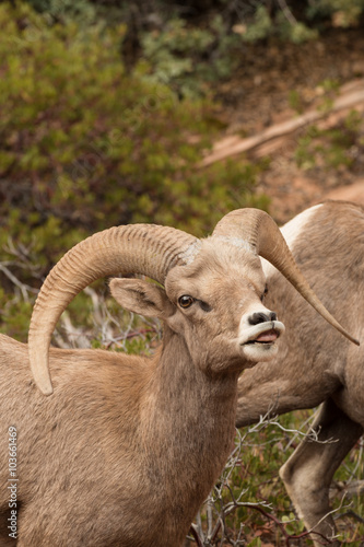 Desert Bighorn Sheep Ram in Rut