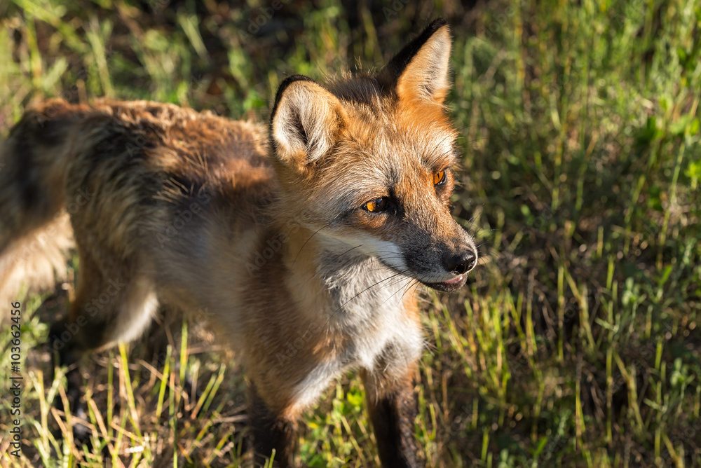 Red Fox Vixen (Vulpes vulpes) Closeup Looking Right Red Fox Vixen (Vulpes vulpes) Closeup Looking Right