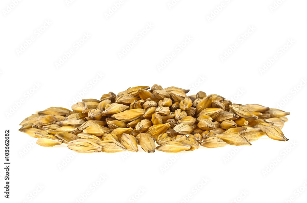 Barley grain seed isolated on white background, close up Barley grain seed isolated on white background, close up