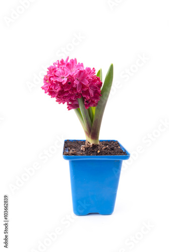 Pink hyacinth in pot on white background. 