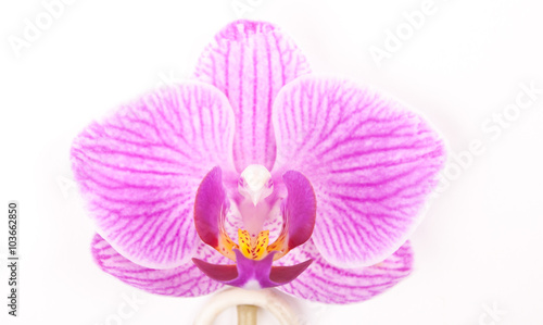 Pink orchid on white background. 