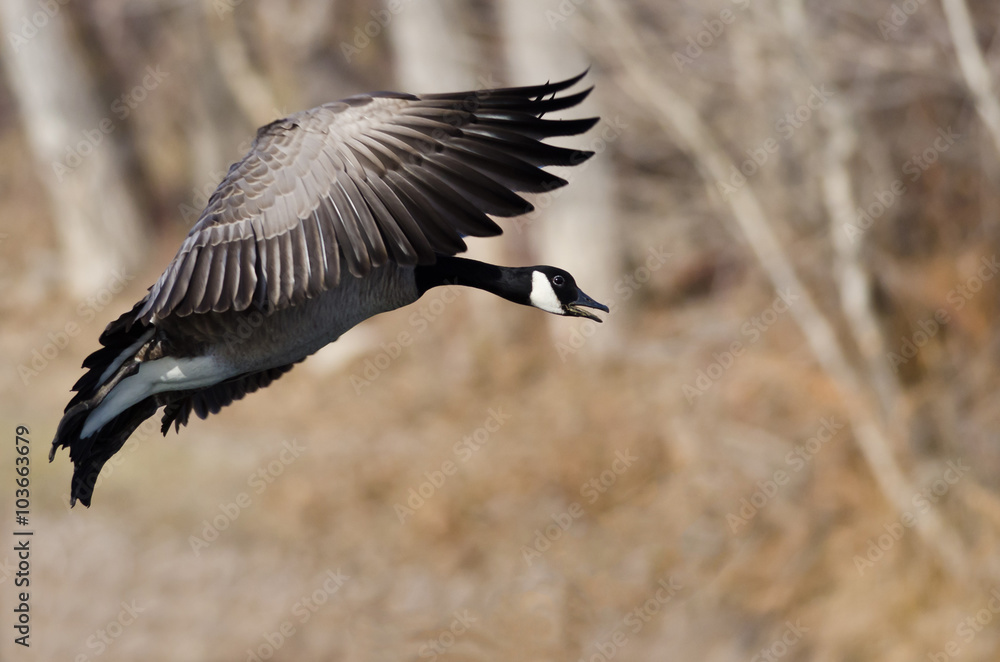 Canada Goose Coming in for a Landing Canada Goose Coming in for a Landing
