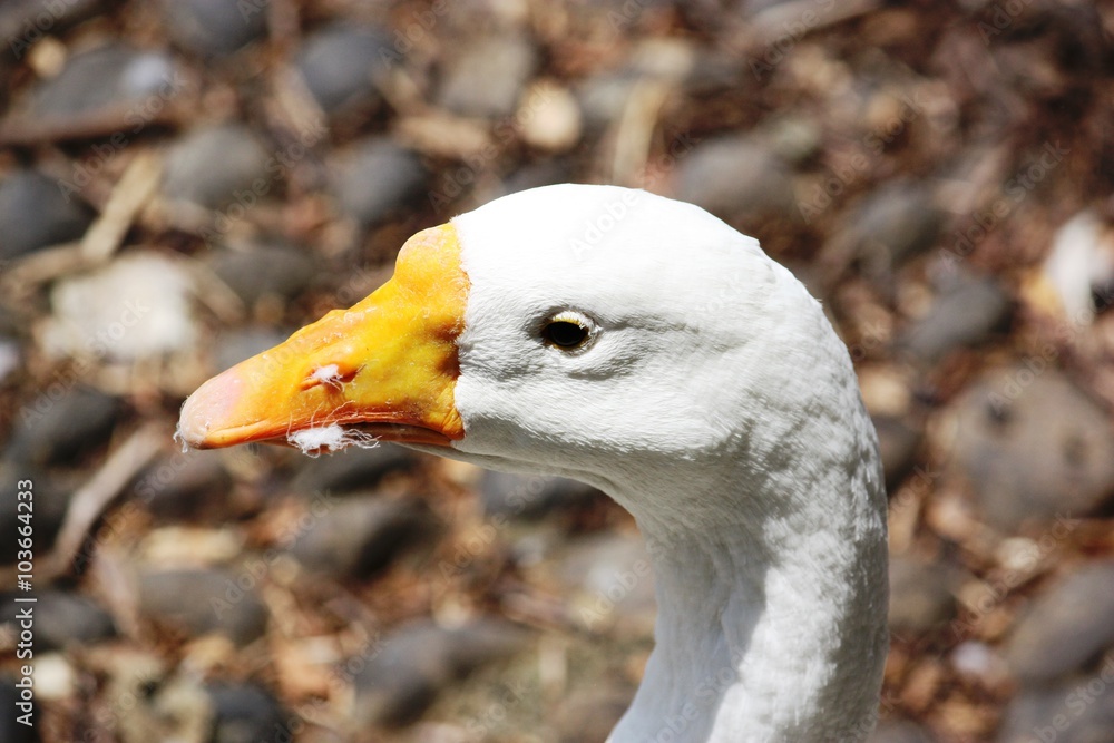 Fototapeta premium Portrait of a white domestic goose