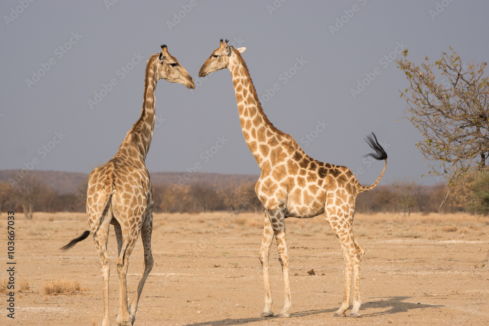 Fototapeta premium Giraffe love, Giraffa camelopardalis